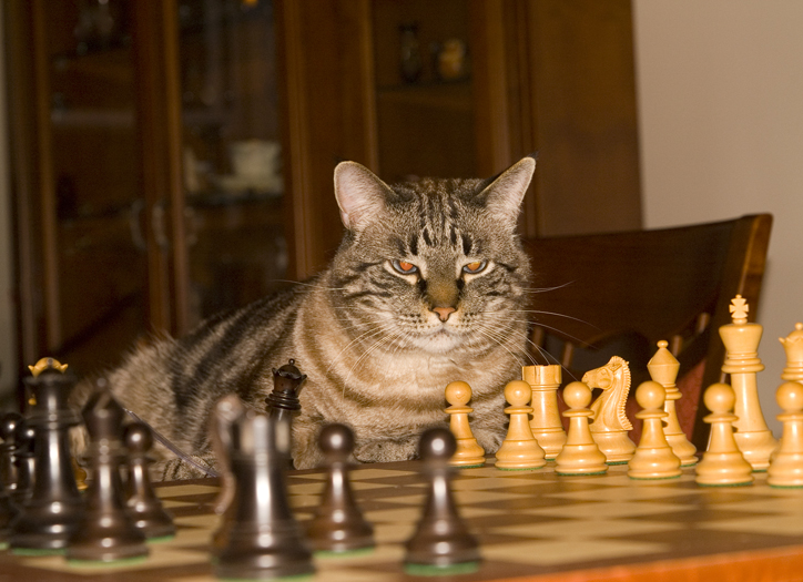 December 04.2007 Snowy & Chess
